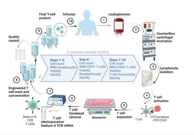 A phase I/II escalation trial design T-RAD: Treatment of metastatic lung cancer with mRNA-engineered T cells expressing a T cell receptor targeting human telomerase reverse transcriptase (hTERT)